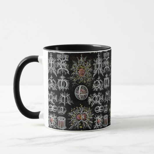 Vintage Ernst Haeckel Stephoidea Mok (Links)