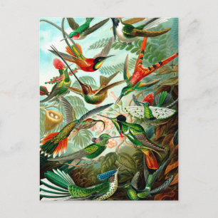 Vintage Ernst Haeckels Kunstformen der Natur, Voge Briefkaart