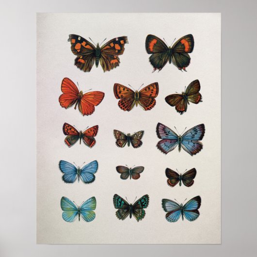 Vintage European Butterflies Art Print (Voorkant)