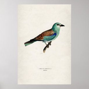 Vintage Europese Roller Bird Mat Kunstprint Poster