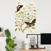 Vintage exotische butervliegen Poster (Thuiskantoor)