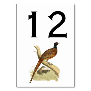 Vintage Fazant op Tak Jachtvogel Tekening Kleur Kaart