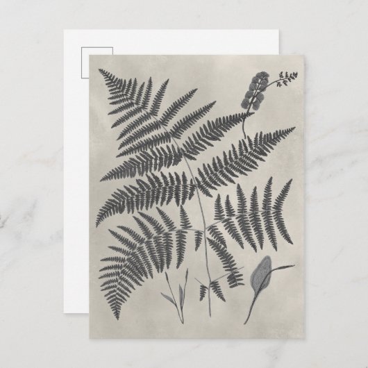 Vintage Ferns Briefkaart (Voorkant / Achterkant)