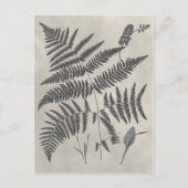 Vintage Ferns Briefkaart (Voorkant)