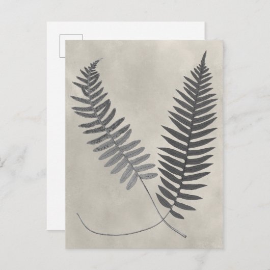 Vintage Ferns Briefkaart (Voorkant / Achterkant)