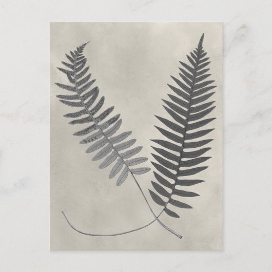 Vintage Ferns Briefkaart (Voorkant)