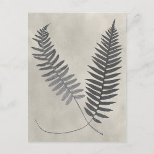 Vintage Ferns Briefkaart