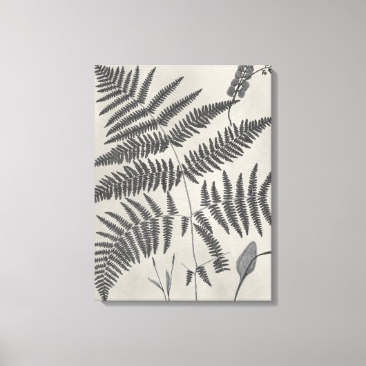 Vintage Ferns Canvas Afdruk (Voorkant)