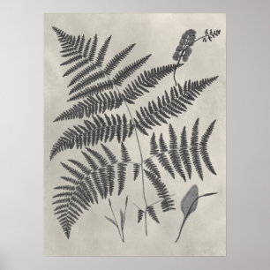 Vintage Ferns Poster