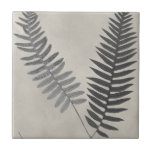 Vintage Ferns Tegeltje<br><div class="desc">Fern-studie III van Vision Studio. Biedt twee  uitziende veertjes tegen een antiek achtergrond.</div>