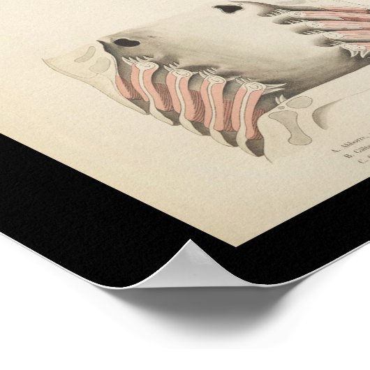 Vintage Fish Anatomy Print (Hoek)