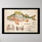 Vintage Fish Anatomy Print (Voorkant)