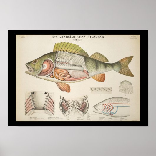 Vintage Fish Anatomy Print (Voorkant)