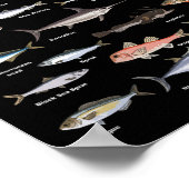 Vintage Fish Identification Chart Fishing  Poster (Hoek)