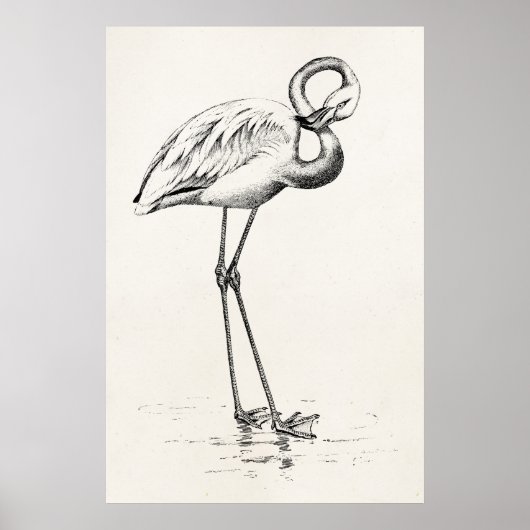 Vintage Flamingo Bird Antiek Bird Sjabloon Poster (Voorkant)