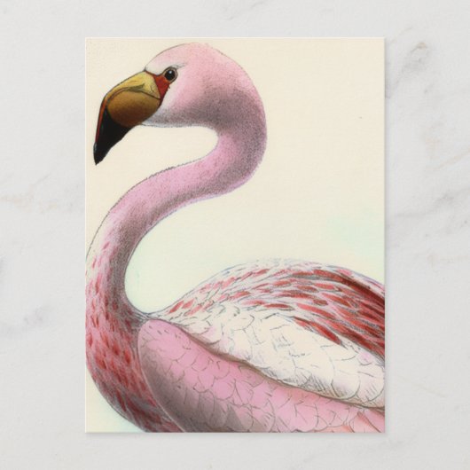 Vintage Flamingo Briefkaart (Voorkant)
