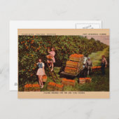 Vintage Flamingo Oranje Groves Briefkaart Florida (Voorkant / Achterkant)