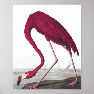 Vintage Flamingo Poster