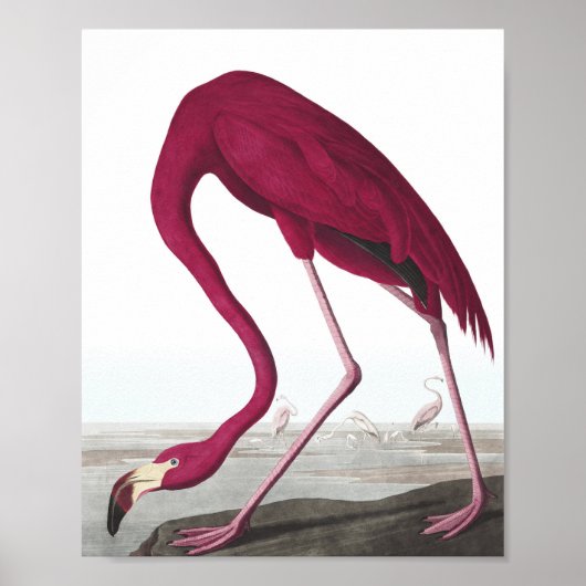 Vintage Flamingo Poster (Voorkant)