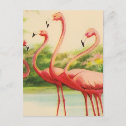 Vintage Flamingo's Briefkaart (Voorkant)