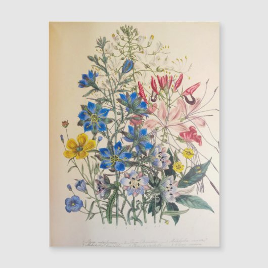 Vintage Flax and Cleome Botanical Illustration (Voorkant)