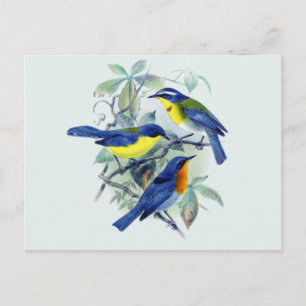 Vintage Floral Songbirds Apparel and Gifts Briefkaart