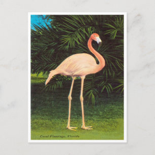 Vintage Florida Coral Flamingos Travel Briefkaart