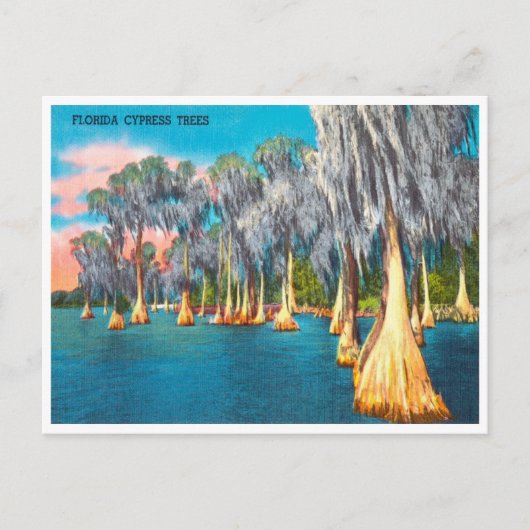 Vintage Florida Cypress Trees Travel Briefkaart (Voorkant)