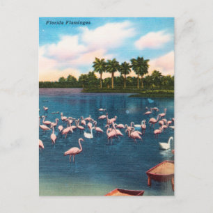 Vintage Florida Flamingos Travel Briefkaart