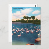 Vintage Florida Flamingos Travel Briefkaart (Voorkant / Achterkant)