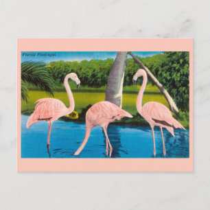 Vintage Florida Flamingos Travel Briefkaart