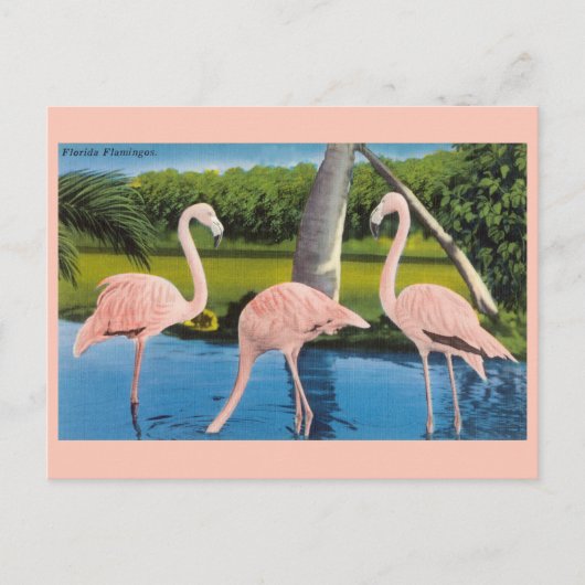 Vintage Florida Flamingos Travel Briefkaart (Voorkant)