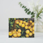 Vintage Florida Grapefruit Travel Briefkaart (Staand voorkant)