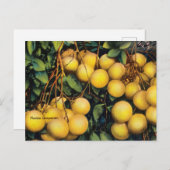 Vintage Florida Grapefruit Travel Briefkaart (Voorkant / Achterkant)