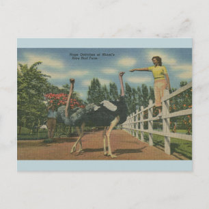 Vintage Florida Ostrich Rare Bird Boerderij Briefk Briefkaart
