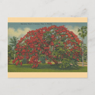 Vintage  Florida Royal Poinciana Tree Briefkaart