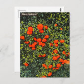 Vintage Florida Tangerines Travel Briefkaart (Voorkant / Achterkant)