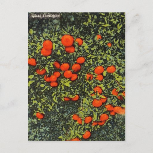 Vintage Florida Tangerines Travel Briefkaart (Voorkant)