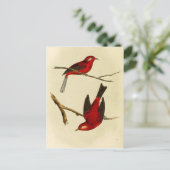 Vintage Flycatcher Bird Briefkaart (Staand voorkant)
