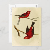 Vintage Flycatcher Bird Briefkaart (Voorkant / Achterkant)