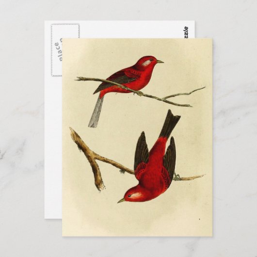 Vintage Flycatcher Bird Briefkaart (Voorkant / Achterkant)