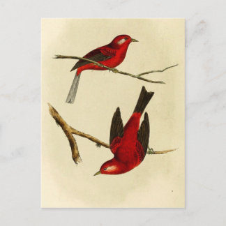 Vintage Flycatcher Bird Briefkaart