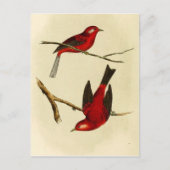 Vintage Flycatcher Bird Briefkaart (Voorkant)
