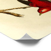 Vintage Flycatcher Bird Poster (Hoek)