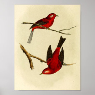 Vintage Flycatcher Bird Poster