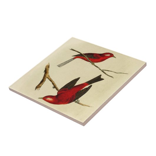 Vintage Flycatcher Bird Tegeltje (Zijkant)