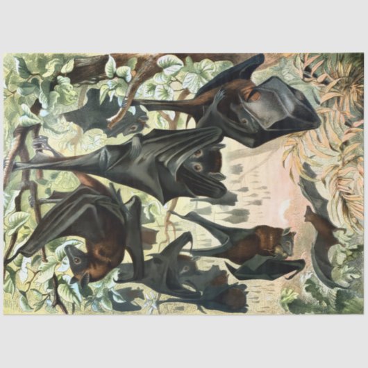 Vintage flying fox bat acadamia illustration tissuepapier (Voorkant)