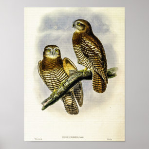 Vintage Forbes's Hawk-Owl van John Gould Poster