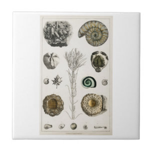 VINTAGE "FOSSILS" OLIVER GOLDSMITH TEGELTJE