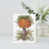 Vintage Fritillaria Flowers, Basilius Besler (Staand voorkant)